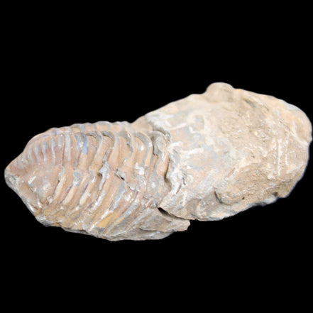 Trilobite Diacalymene 42*76mm 83g in sunlight - Rocks and Things Store