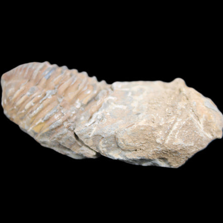 Trilobite Diacalymene 42*76mm 83g in sunlight - Rocks and Things Store