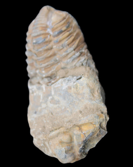 Trilobite Diacalymene 42*76mm 83g in sunlight - Rocks and Things Store