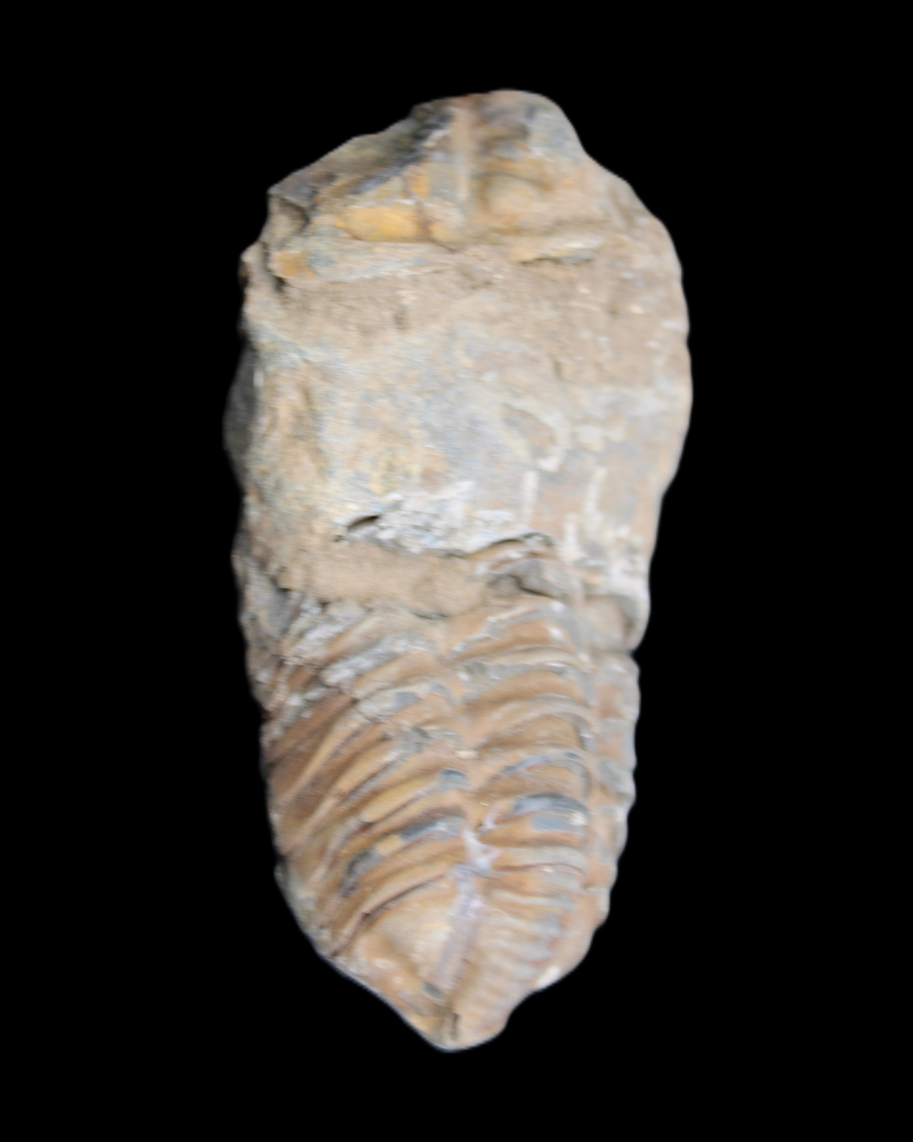 Trilobite Diacalymene 42*76mm 83g in sunlight - Rocks and Things Store