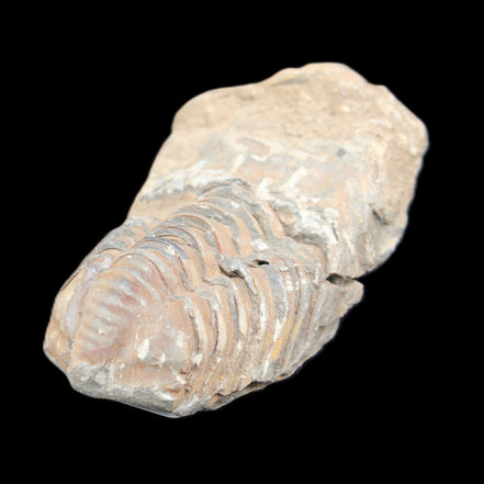 Trilobite Diacalymene 42*76mm 83g in sunlight - Rocks and Things Store
