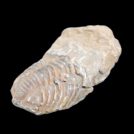 Trilobite Diacalymene 42*76mm 83g in sunlight - Rocks and Things Store