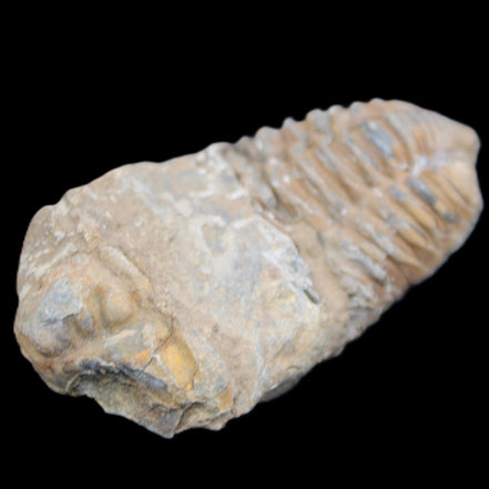 Trilobite Diacalymene 42*76mm 83g in sunlight - Rocks and Things Store