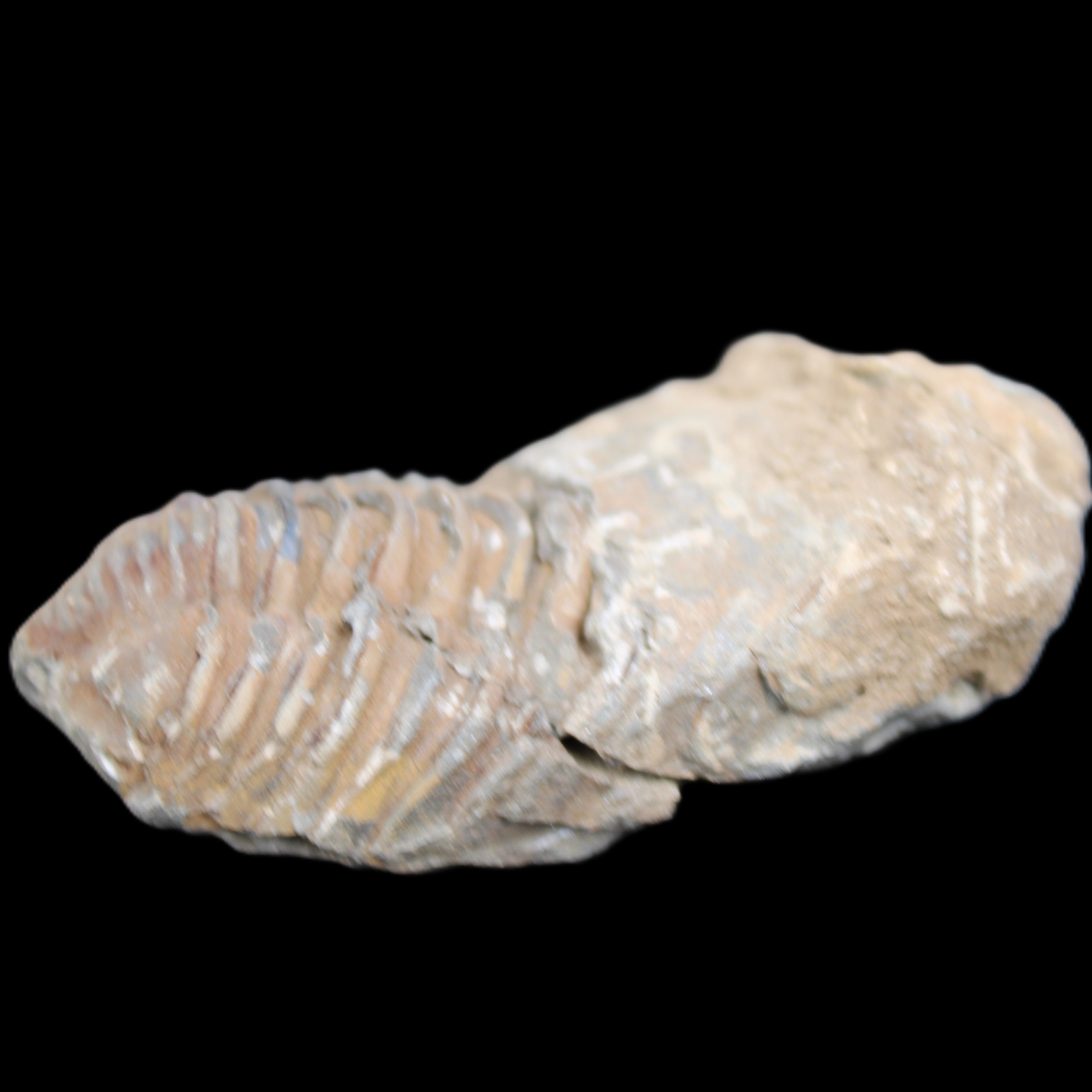 Trilobite Diacalymene 42*76mm 83g in sunlight - Rocks and Things Store