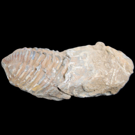 Trilobite Diacalymene 42*76mm 83g in sunlight - Rocks and Things Store