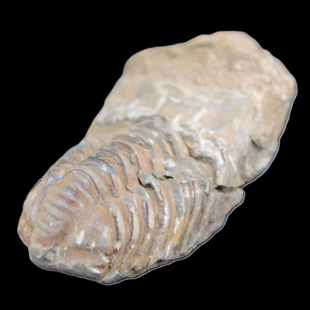 Trilobite Diacalymene 42*76mm 83g in sunlight - Rocks and Things Store