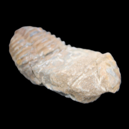 Trilobite Diacalymene 42*76mm 83g in sunlight - Rocks and Things Store