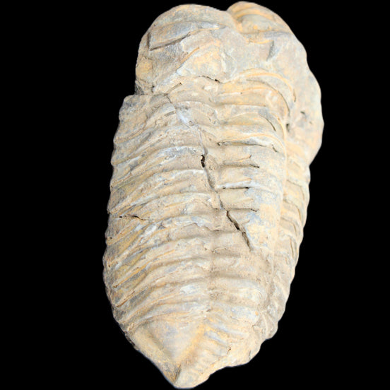 Trilobite Diacalymene ouzregui 490myo from Morocco 49*78m 88g in sunlight - Rocks and Things Store