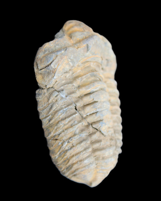 Trilobite Diacalymene ouzregui 490myo from Morocco 49*78m 88g in sunlight - Rocks and Things Store