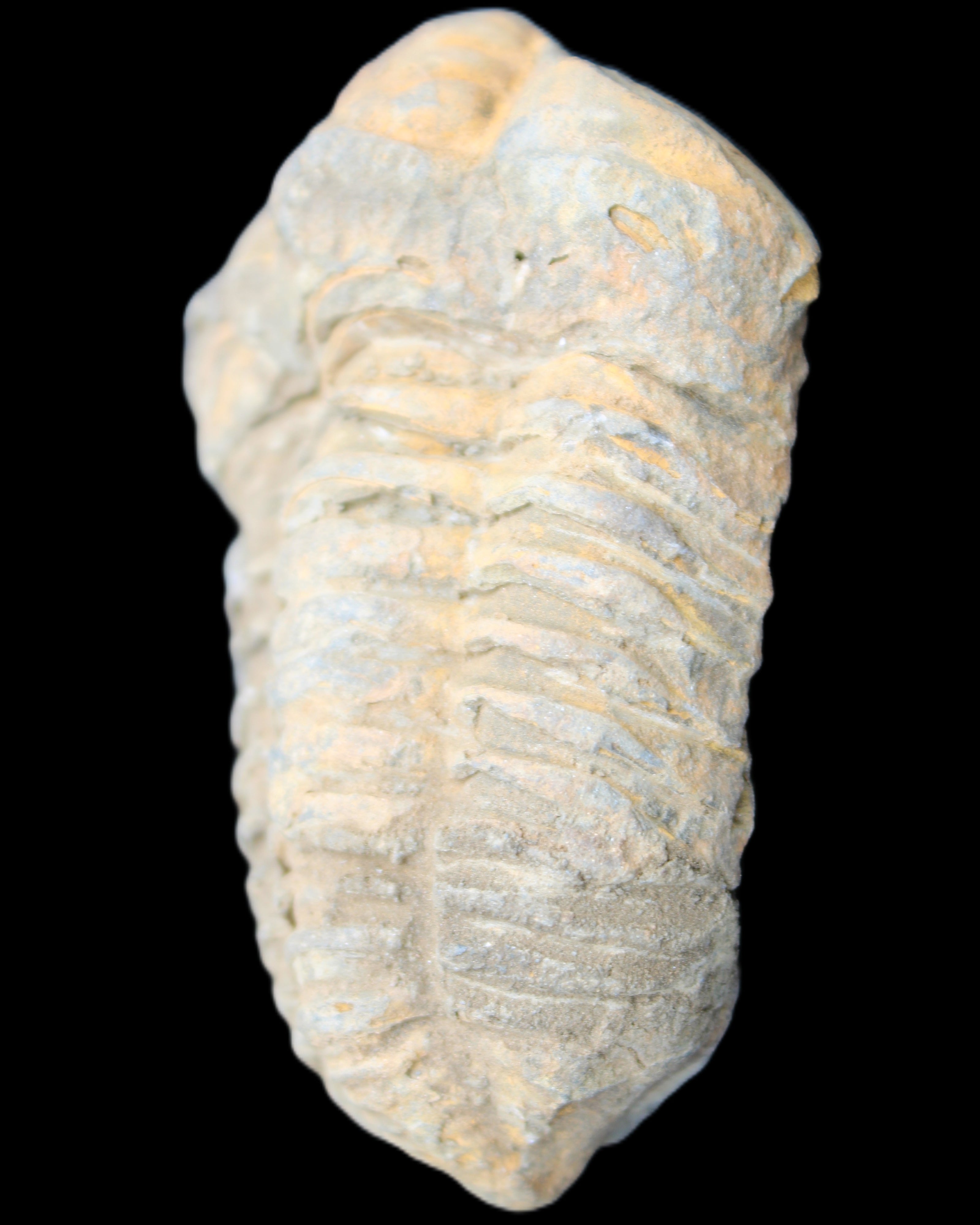 Trilobite Diacalymene ouzregui 490myo from Morocco 49*78m 88g in sunlight - Rocks and Things Store