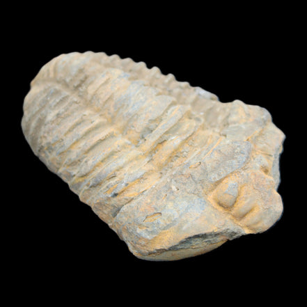 Trilobite Diacalymene ouzregui 490myo from Morocco 49*78m 88g in sunlight - Rocks and Things Store