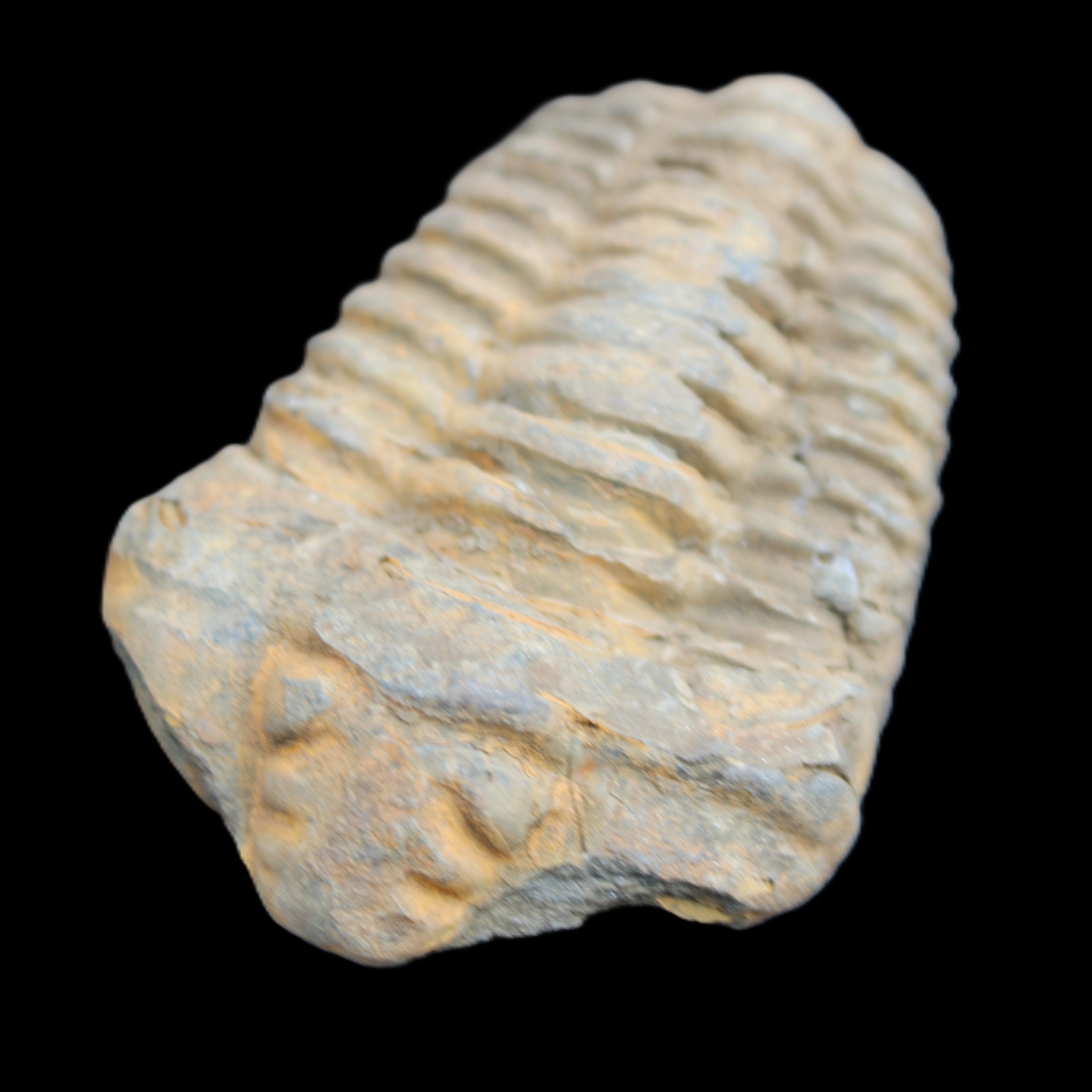 Trilobite Diacalymene ouzregui 490myo from Morocco 49*78m 88g in sunlight - Rocks and Things Store