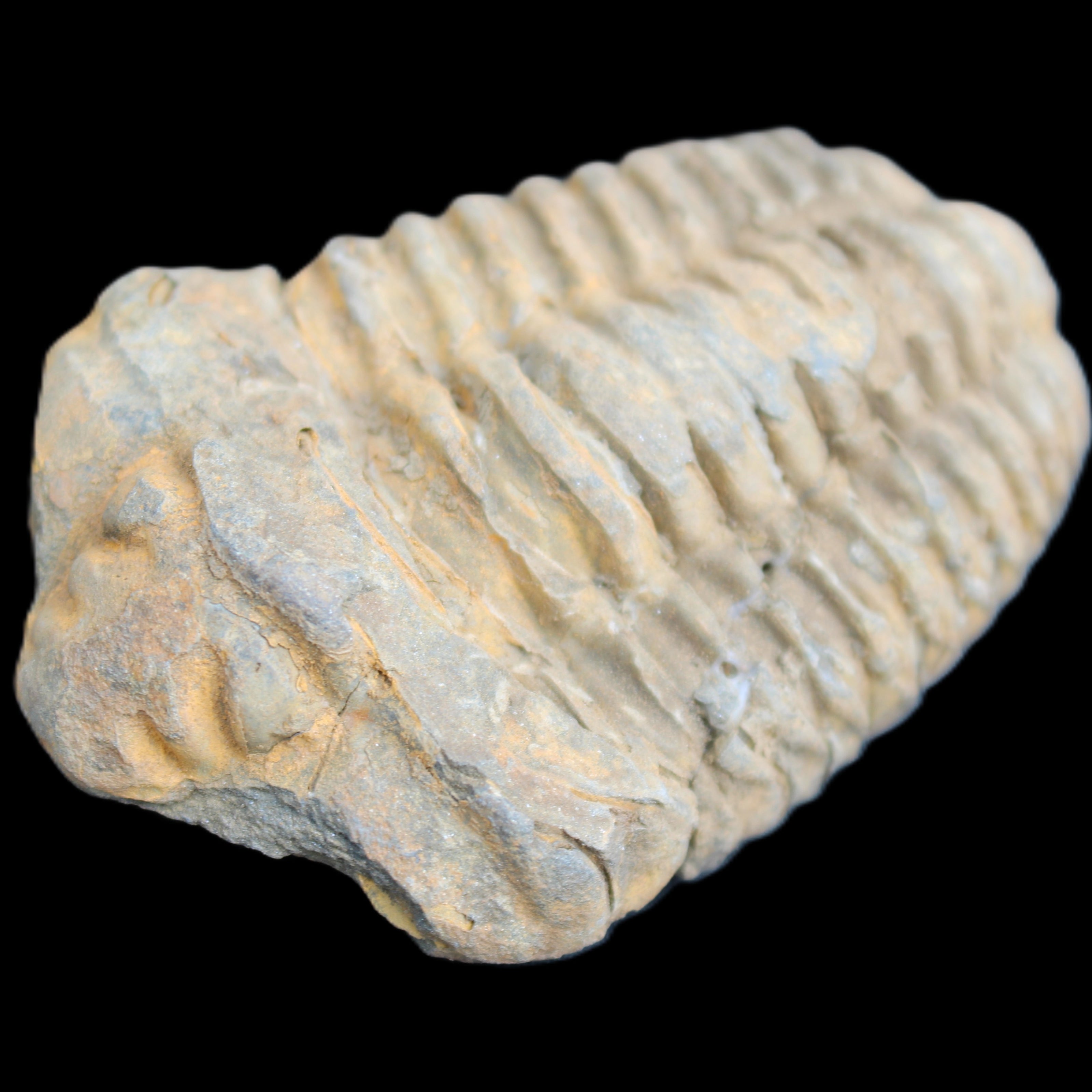 Trilobite Diacalymene ouzregui 490myo from Morocco 49*78m 88g in sunlight - Rocks and Things Store