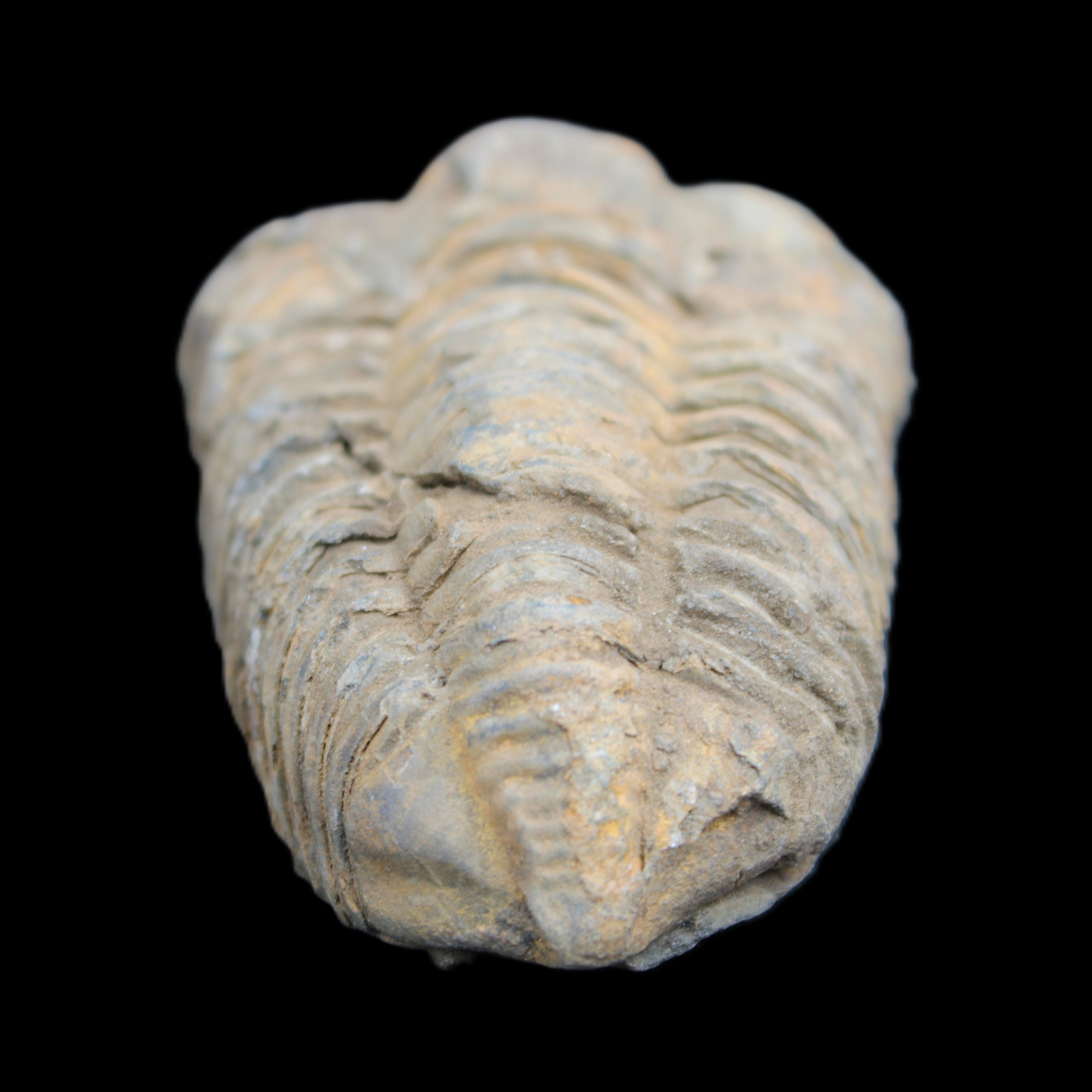 Trilobite Diacalymene ouzregui 490myo from Morocco 49*78m 88g in sunlight - Rocks and Things Store
