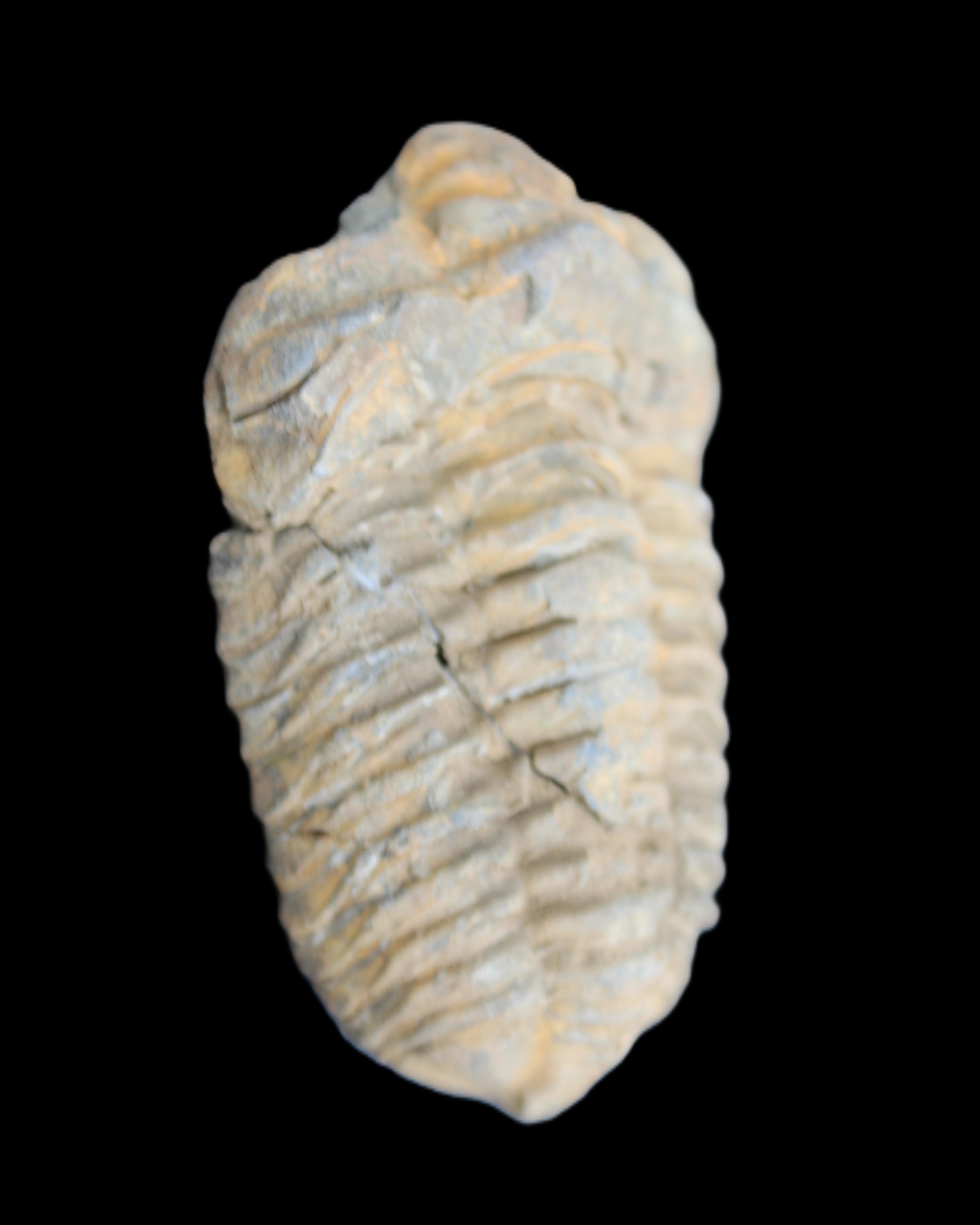 Trilobite Diacalymene ouzregui 490myo from Morocco 49*78m 88g in sunlight - Rocks and Things Store