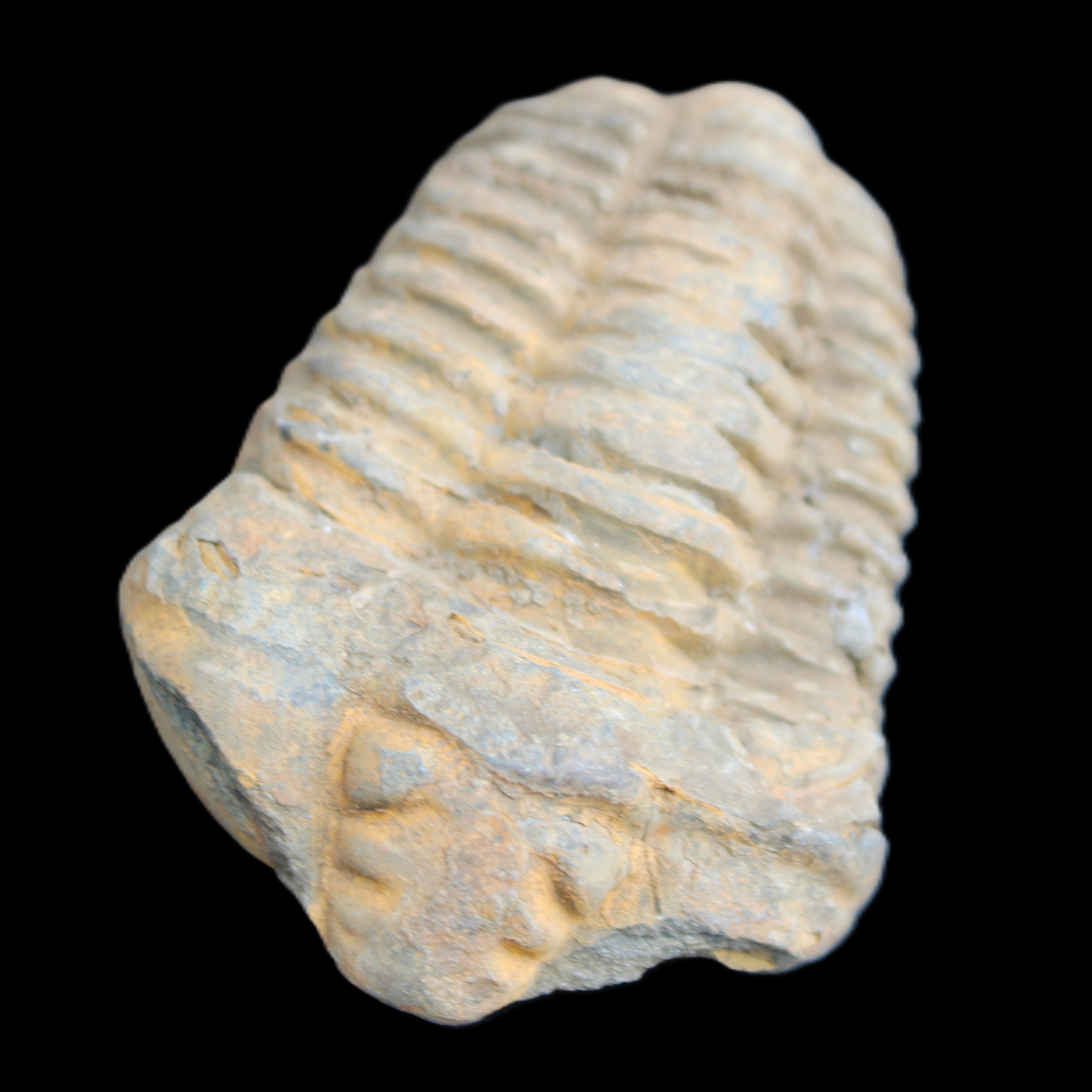 Trilobite Diacalymene ouzregui 490myo from Morocco 49*78m 88g in sunlight - Rocks and Things Store