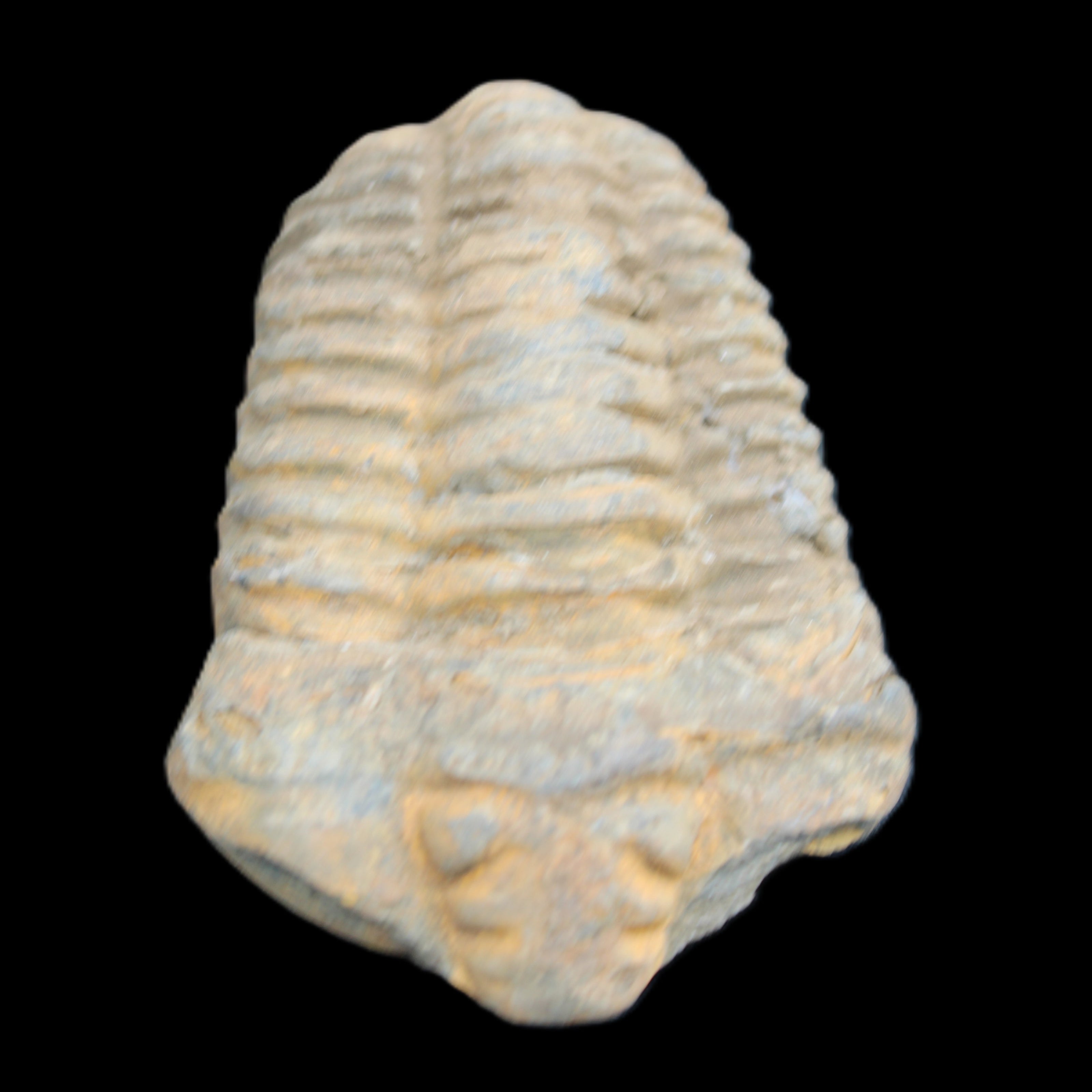 Trilobite Diacalymene ouzregui 490myo from Morocco 49*78m 88g in sunlight - Rocks and Things Store