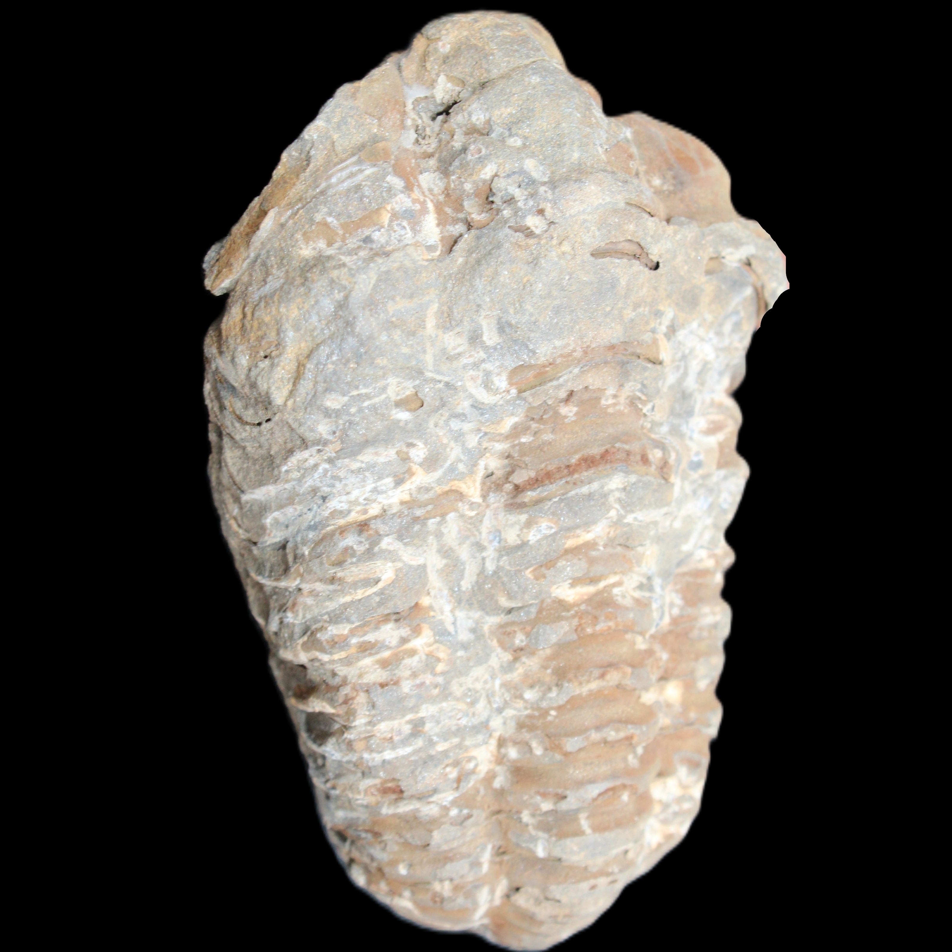 Trilobite Diacalymene ouzregui 48*78mm 122g in sunlight - Rocks and Things Store