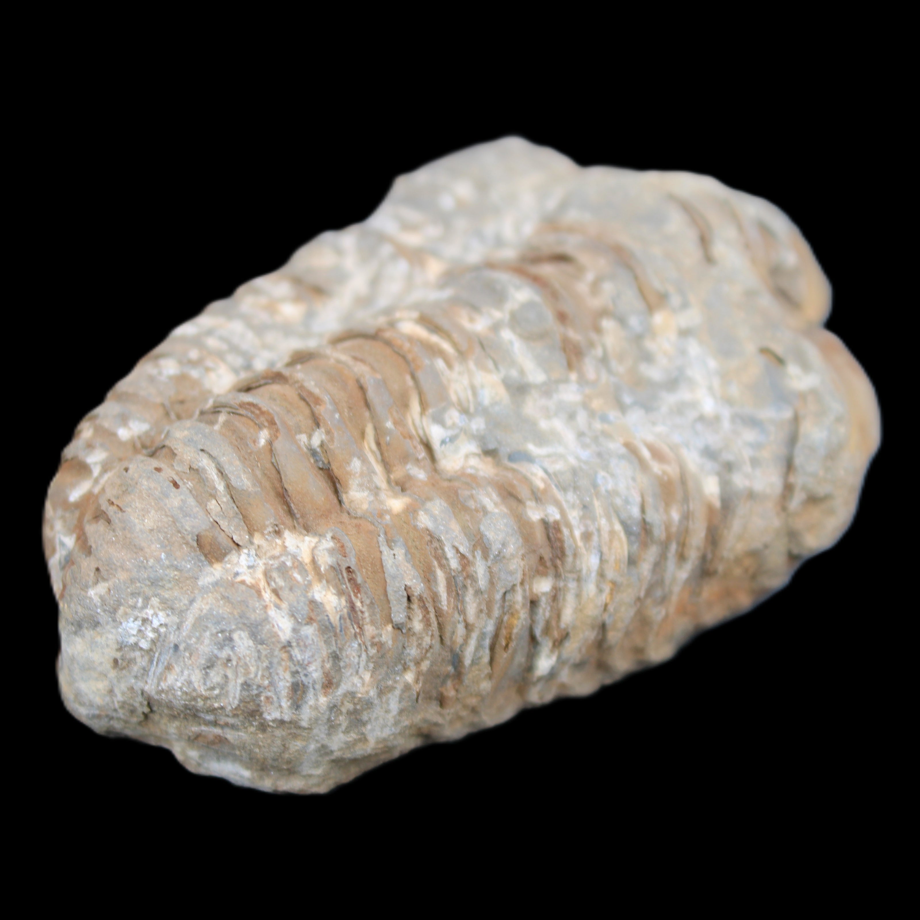 Trilobite Diacalymene ouzregui 48*78mm 122g in sunlight - Rocks and Things Store