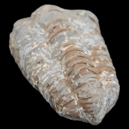 Trilobite Diacalymene ouzregui 48*78mm 122g in sunlight - Rocks and Things Store