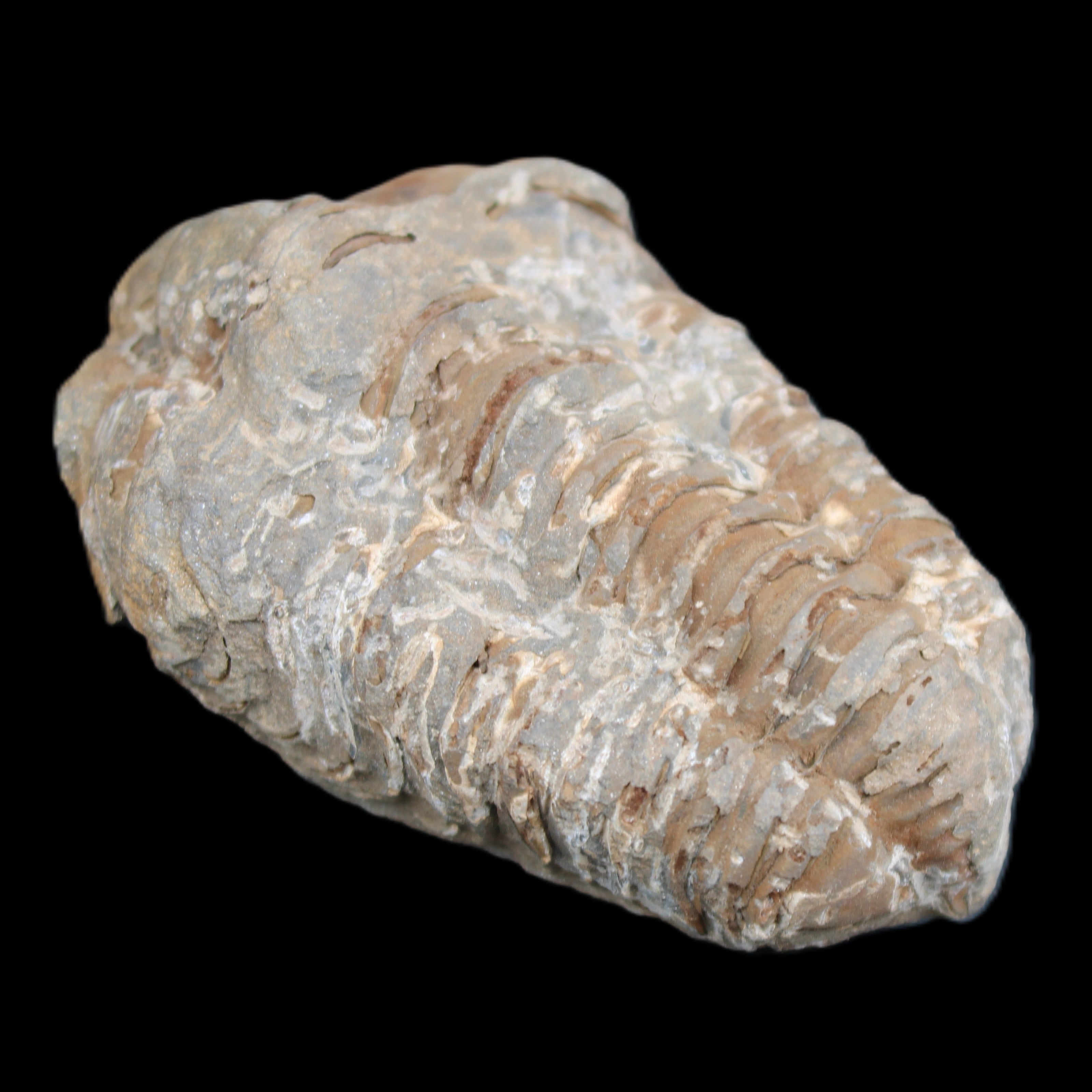 Trilobite Diacalymene ouzregui 48*78mm 122g in sunlight - Rocks and Things Store