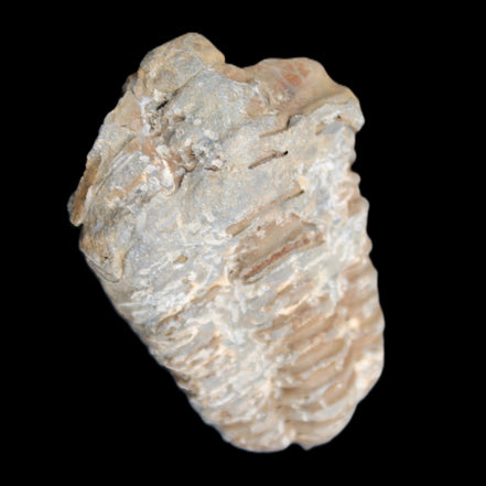 Trilobite Diacalymene ouzregui 48*78mm 122g in sunlight - Rocks and Things Store