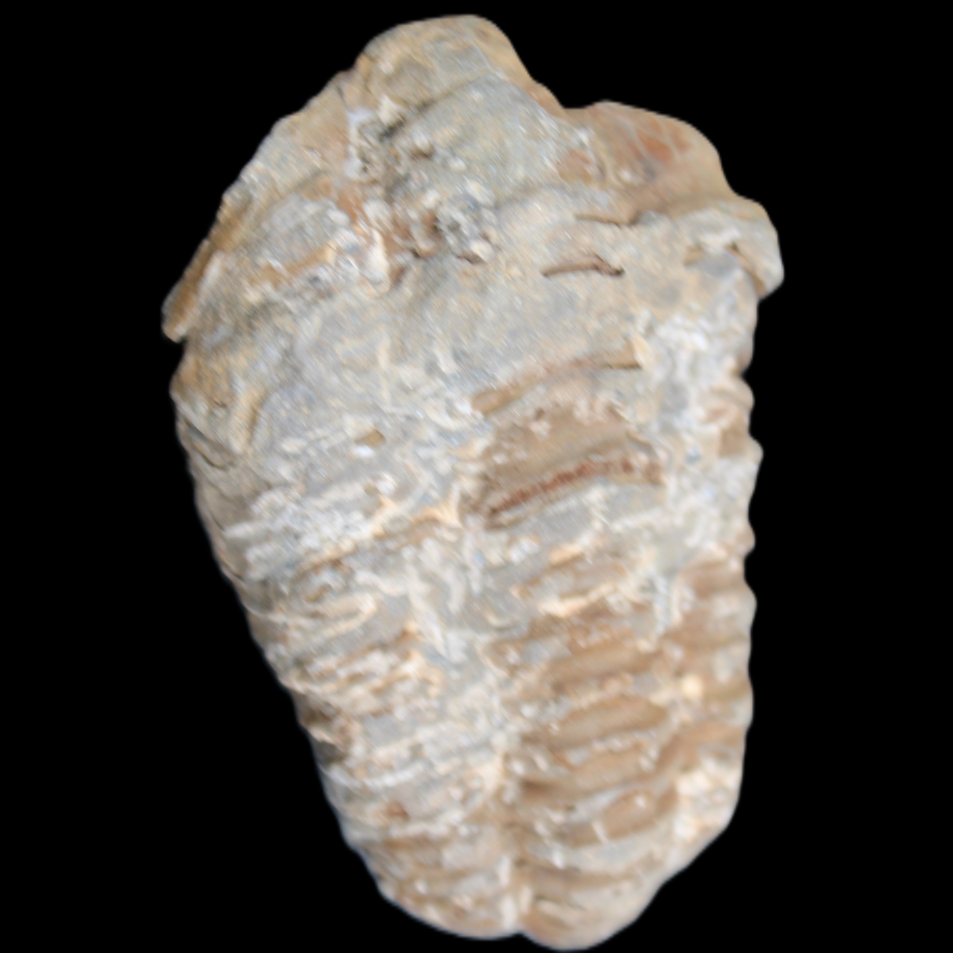 Trilobite Diacalymene ouzregui 48*78mm 122g in sunlight - Rocks and Things Store