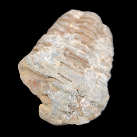 Trilobite Diacalymene ouzregui 48*78mm 122g in sunlight - Rocks and Things Store