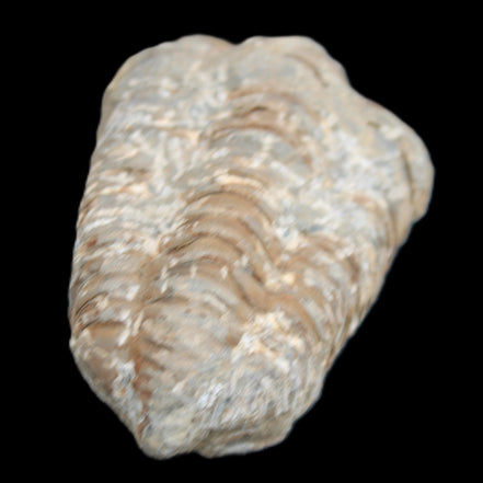 Trilobite Diacalymene ouzregui 48*78mm 122g in sunlight - Rocks and Things Store