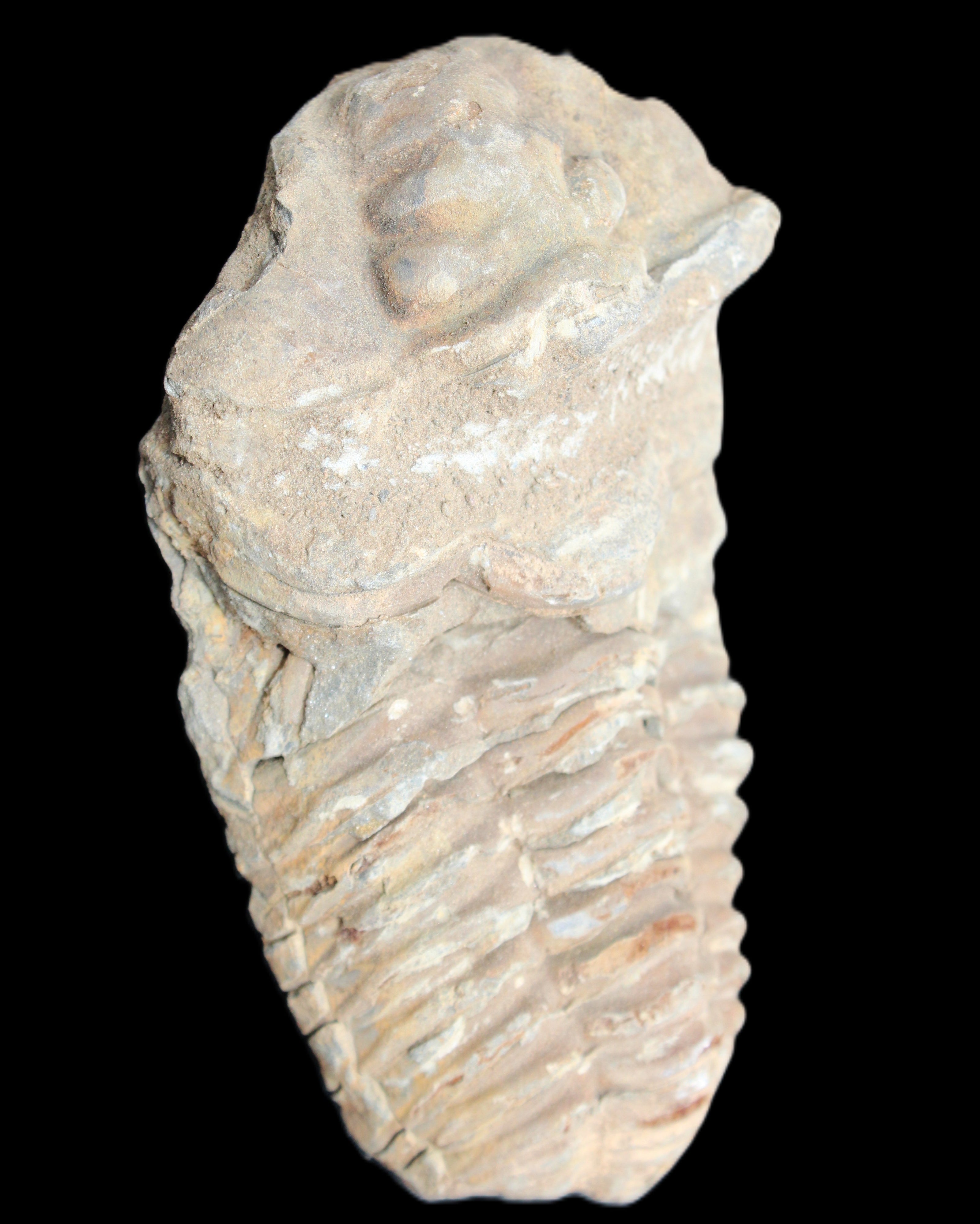 Trilobite Diacalymene ouzregui 63*76mm 143g in sunshine -Rocks and Things Store
