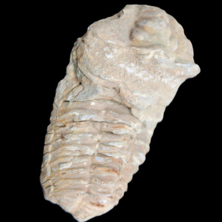 Trilobite Diacalymene ouzregui 63*76mm 143g in sunshine -Rocks and Things Store