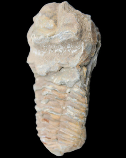 Trilobite Diacalymene ouzregui 63*76mm 143g in sunshine -Rocks and Things Store