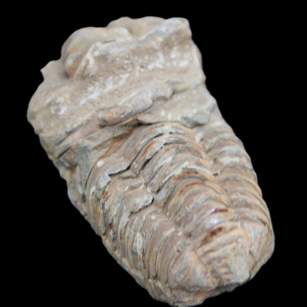 Trilobite Diacalymene ouzregui 63*76mm 143g in sunshine -Rocks and Things Store