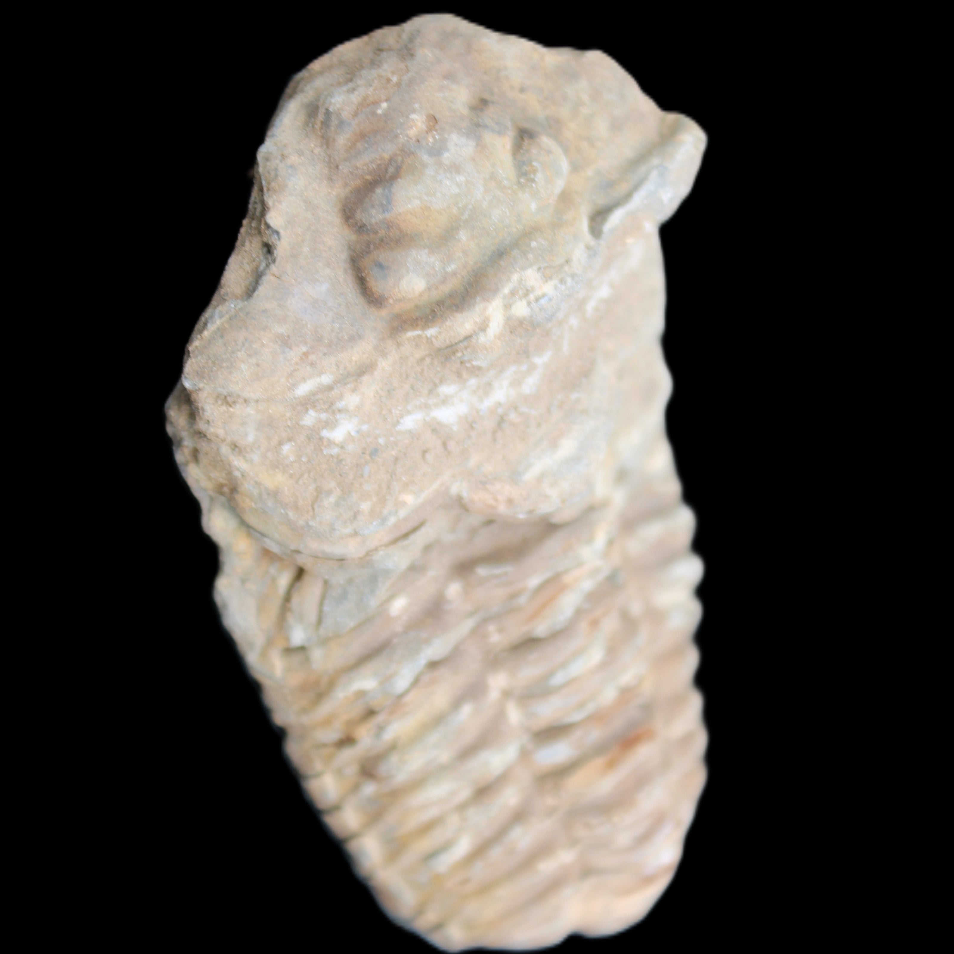 Trilobite Diacalymene ouzregui 63*76mm 143g in sunshine -Rocks and Things Store