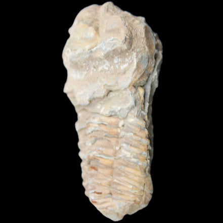 Trilobite Diacalymene ouzregui 63*76mm 143g in sunshine -Rocks and Things Store