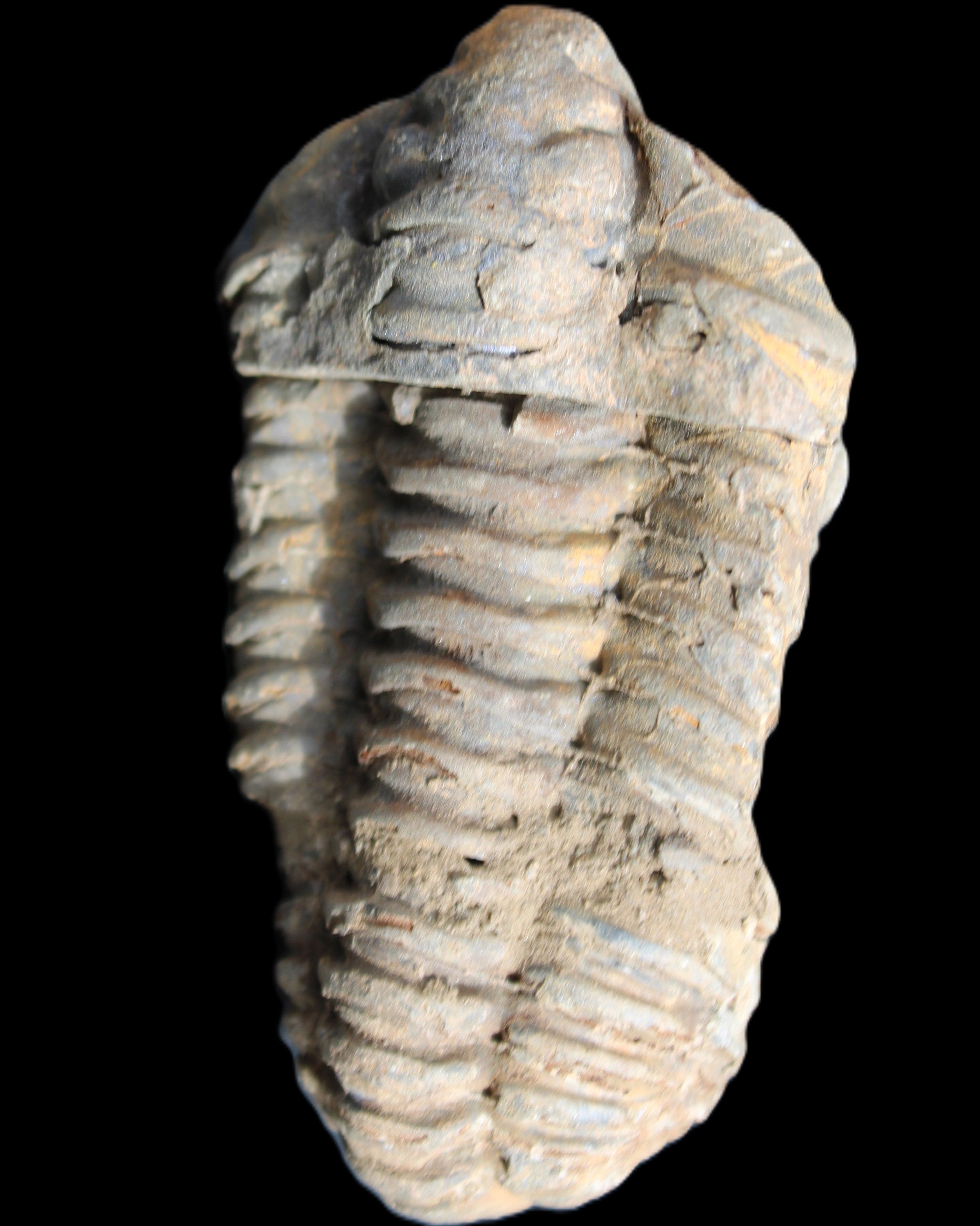 Trilobite Diacalymene 44*78mm 100g in sunshine - Rocks and Things Store