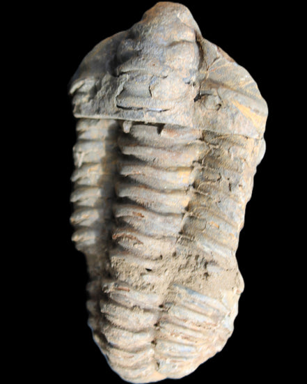 Trilobite Diacalymene 44*78mm 100g in sunshine - Rocks and Things Store