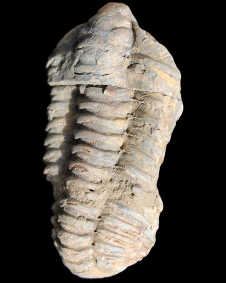 Trilobite Diacalymene 44*78mm 100g in sunshine - Rocks and Things Store