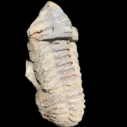 Trilobite Diacalymene 44*78mm 100g in sunshine - Rocks and Things Store