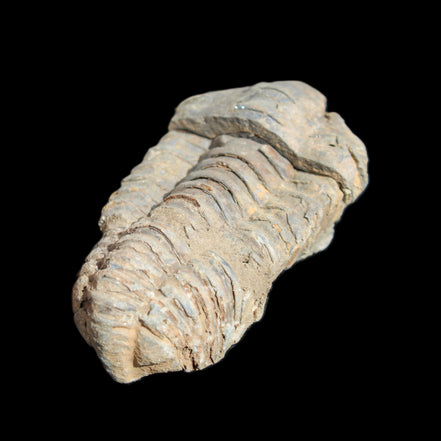 Trilobite Diacalymene 44*78mm 100g in sunshine - Rocks and Things Store