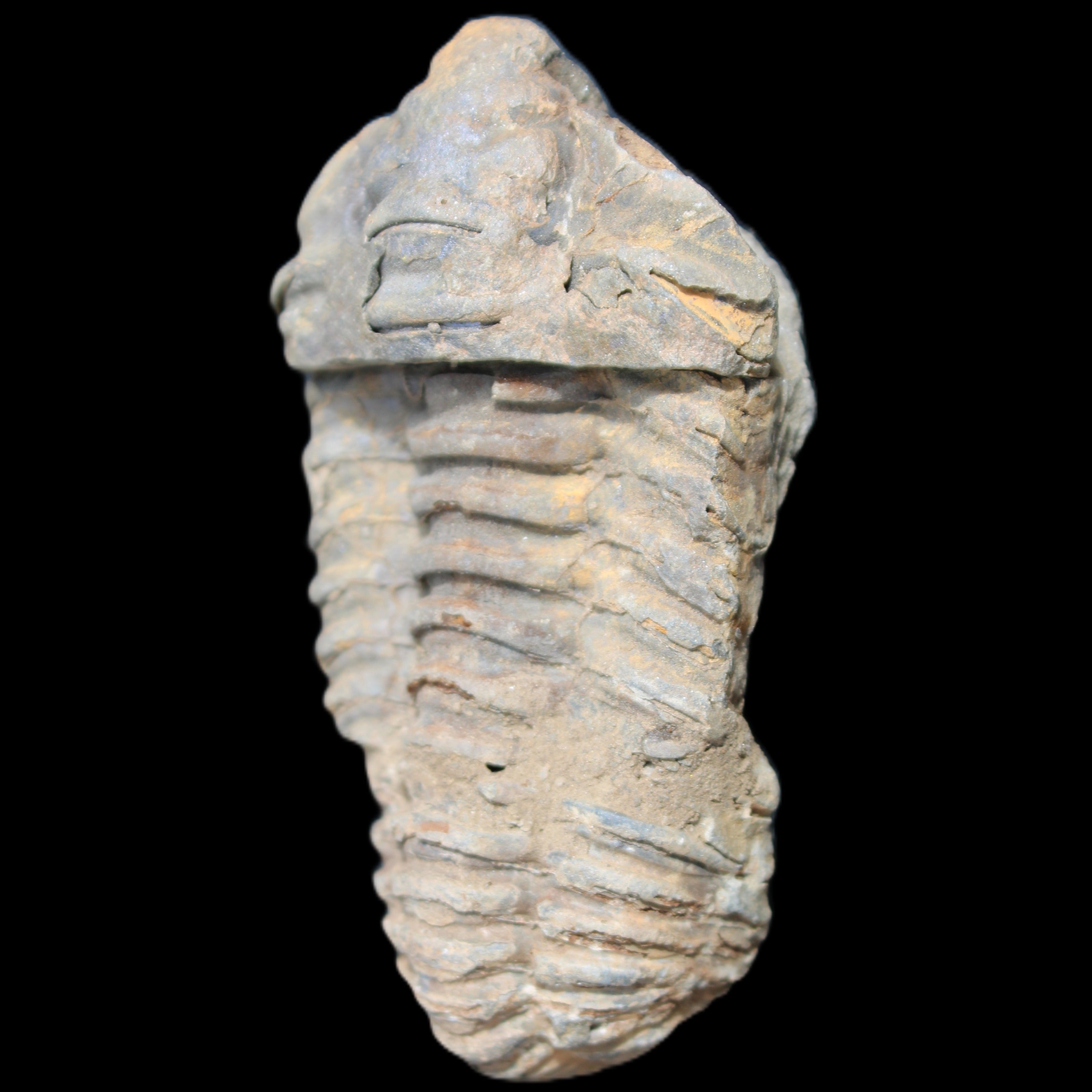 Trilobite Diacalymene 44*78mm 100g in sunshine - Rocks and Things Store