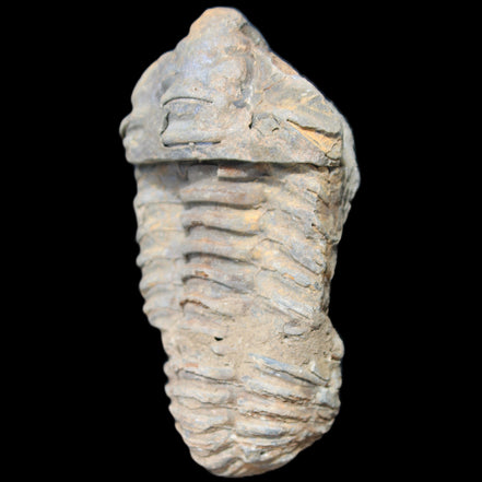 Trilobite Diacalymene 44*78mm 100g in sunshine - Rocks and Things Store