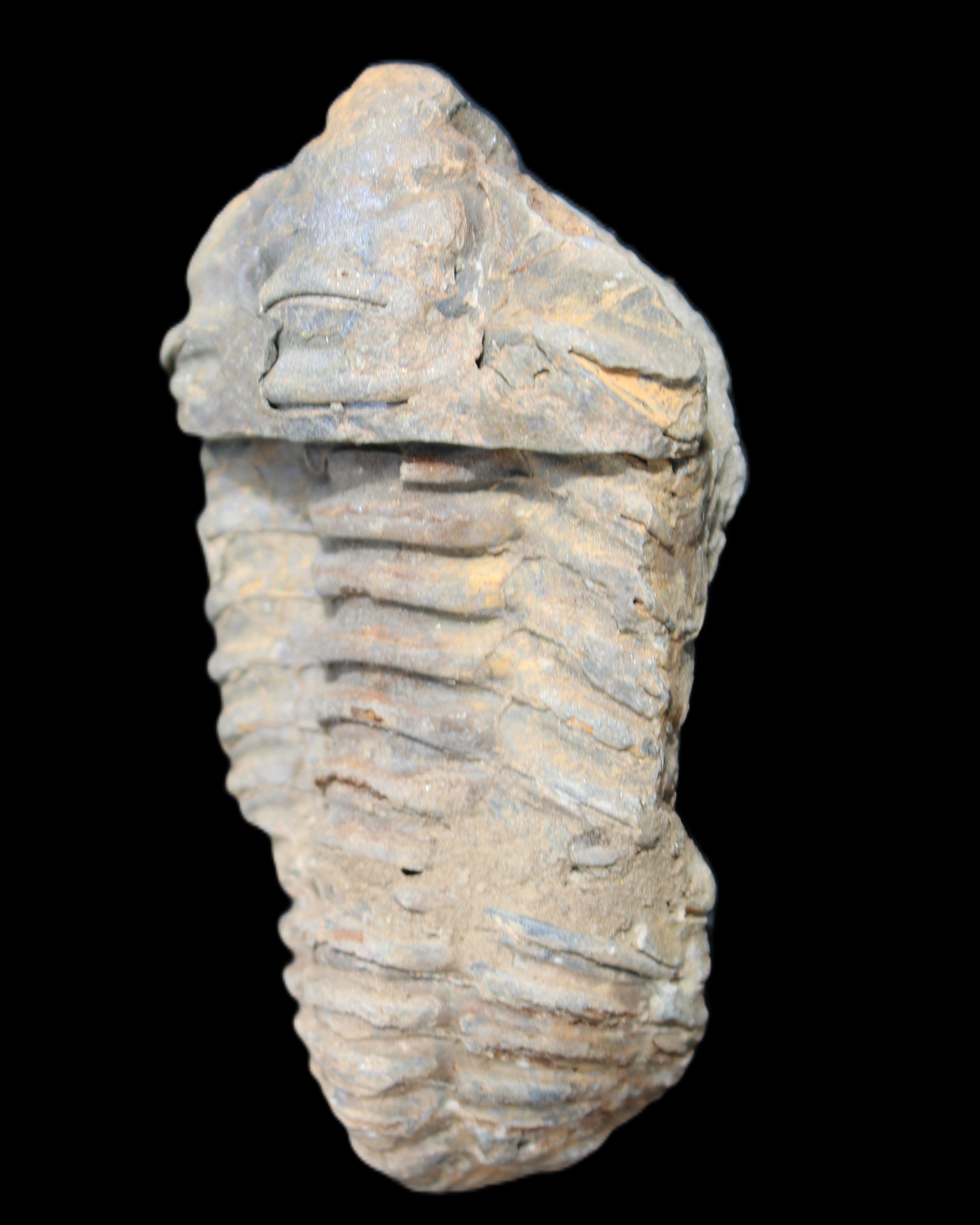 Trilobite Diacalymene 44*78mm 100g in sunshine - Rocks and Things Store