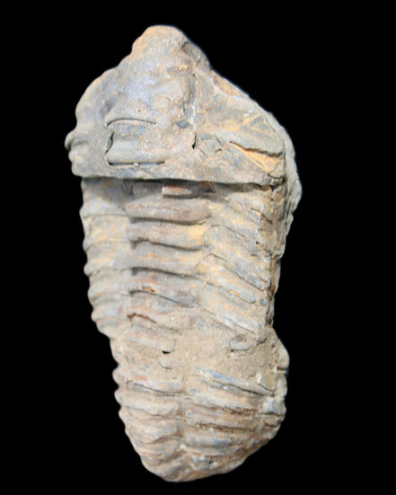 Trilobite Diacalymene 44*78mm 100g in sunshine - Rocks and Things Store