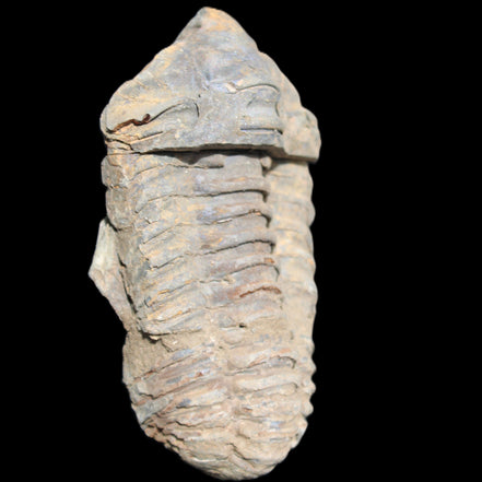 Trilobite Diacalymene 44*78mm 100g in sunshine - Rocks and Things Store