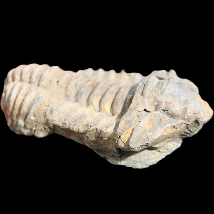 Trilobite Diacalymene 44*78mm 100g in sunshine - Rocks and Things Store