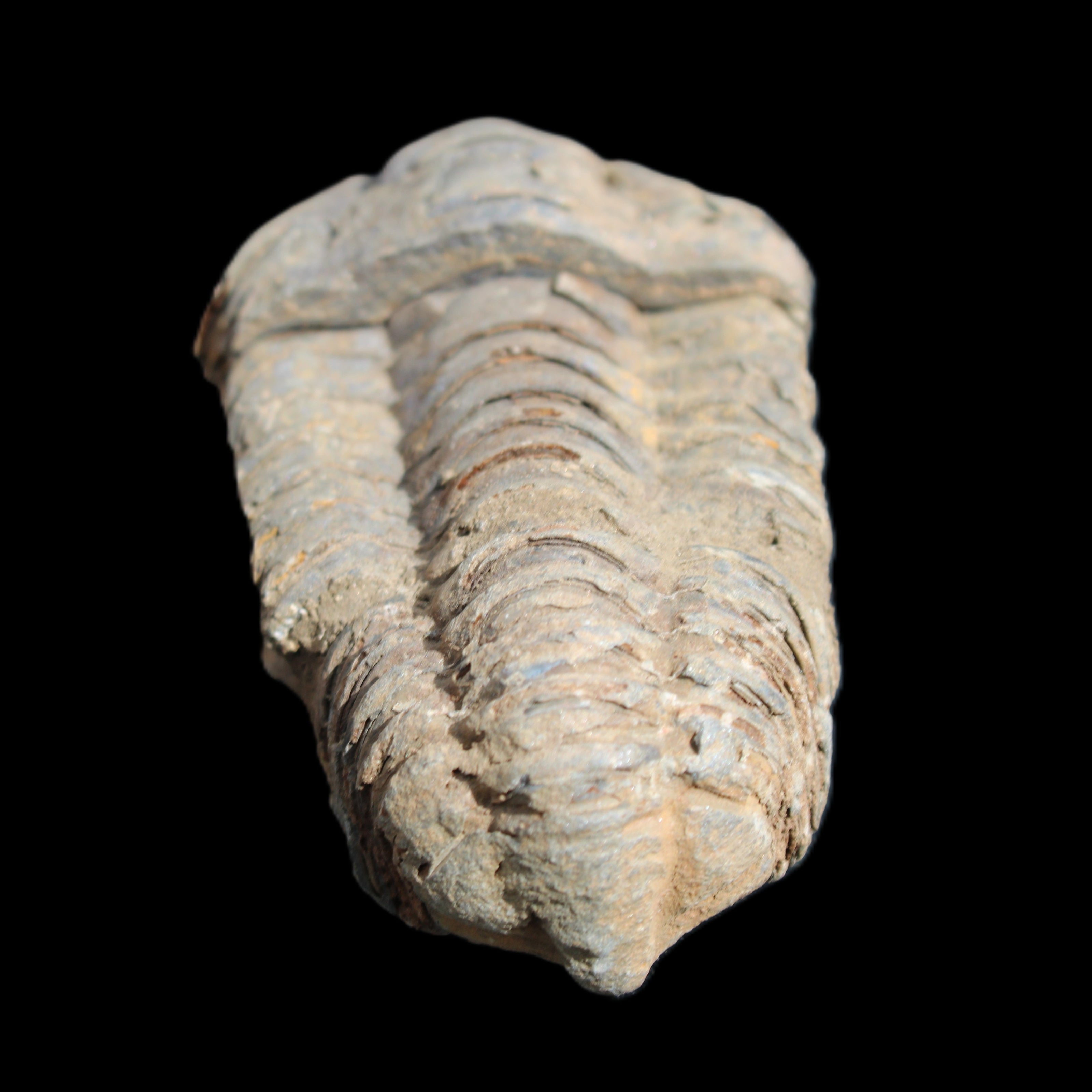 Trilobite Diacalymene 44*78mm 100g in sunshine - Rocks and Things Store