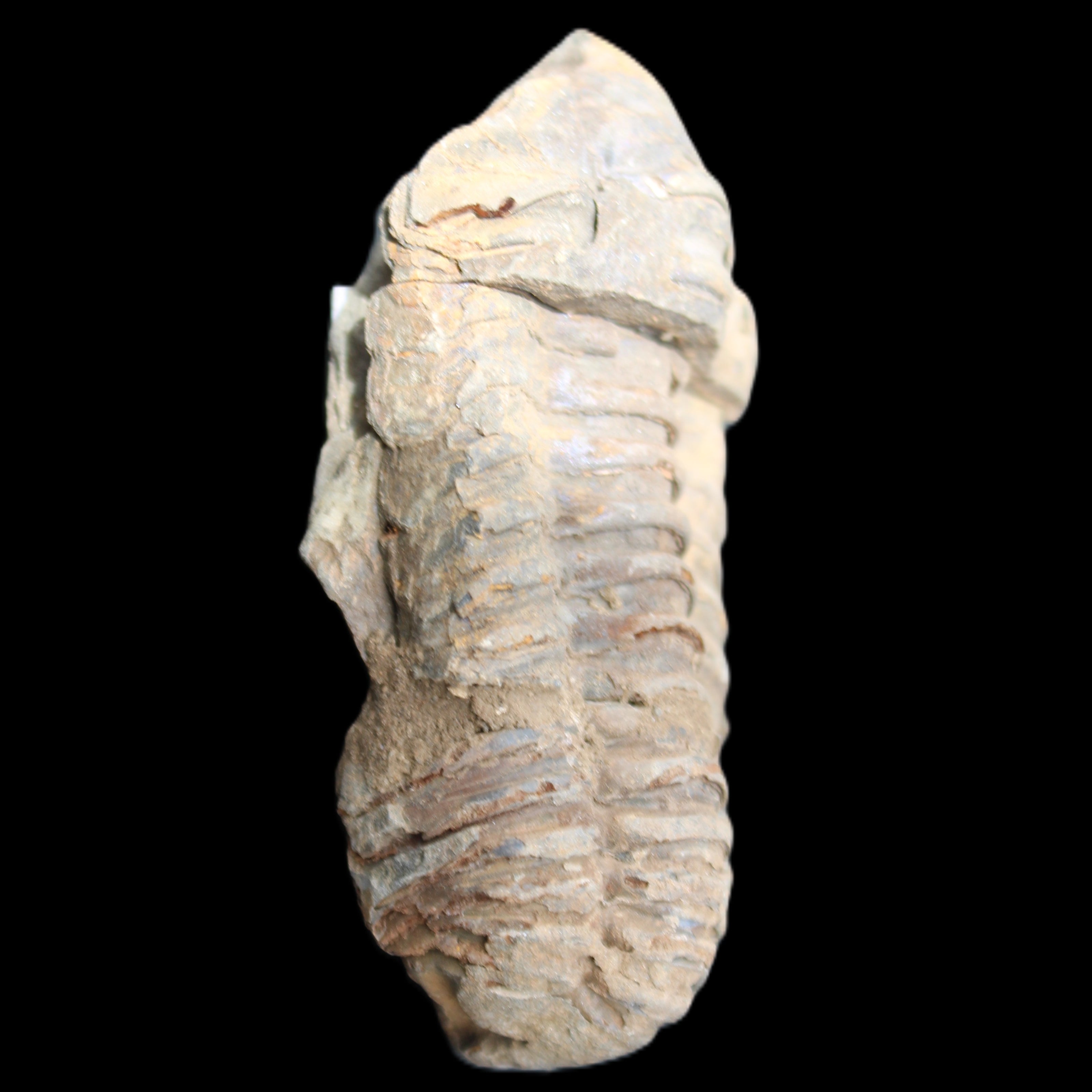 Trilobite Diacalymene 44*78mm 100g in sunshine - Rocks and Things Store