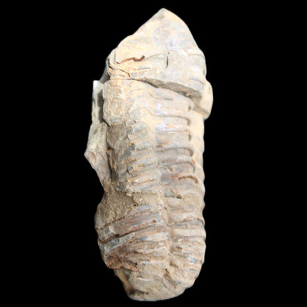 Trilobite Diacalymene 44*78mm 100g in sunshine - Rocks and Things Store