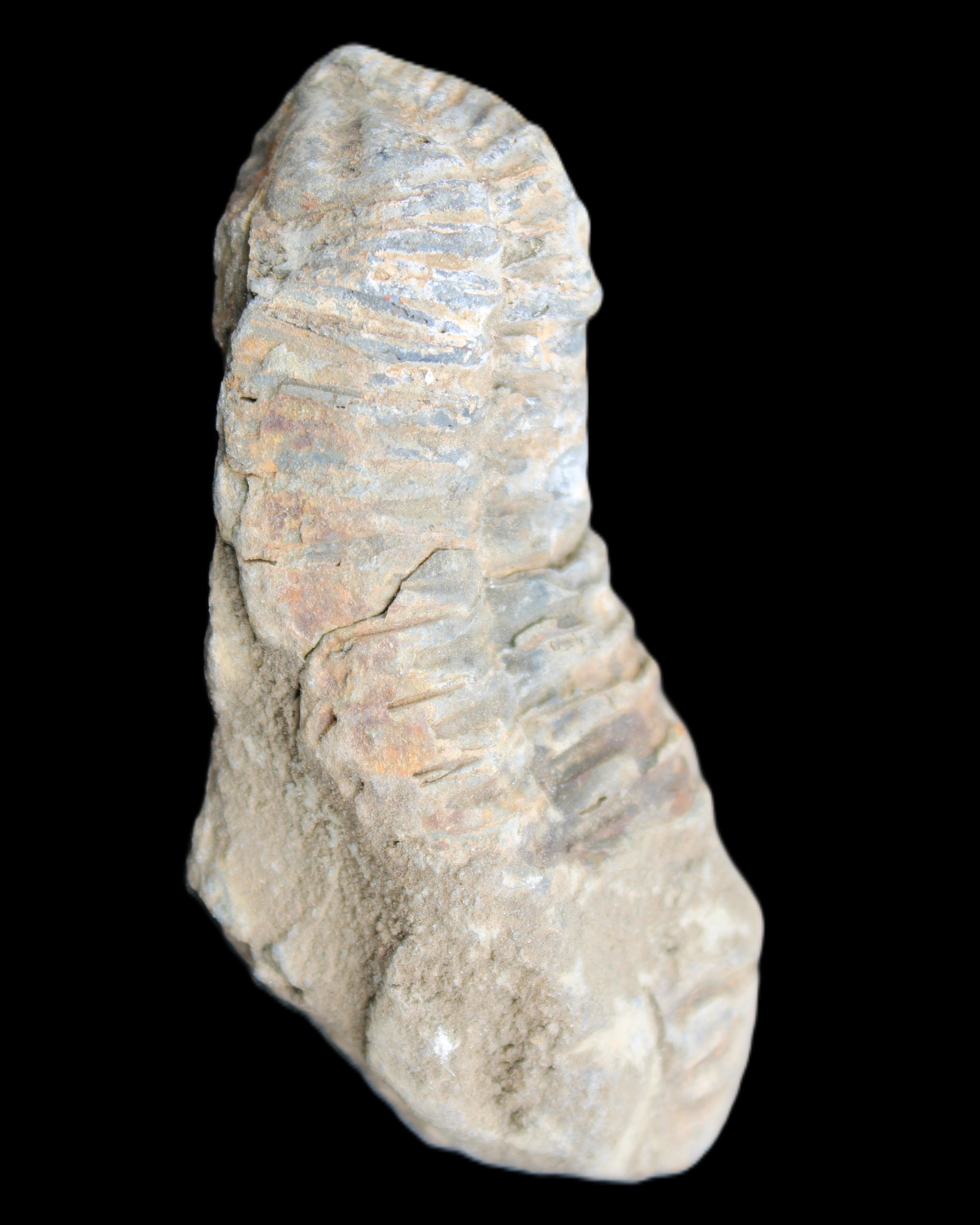 Trilobite Diacalymene 39*76mm 79g in sunlight - Rocks and Things Store